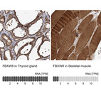 Anti-FBXW8 Antibody