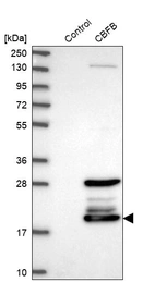 Western blot analysis in control (vector only transfected HEK293T lysate) and CBFB over-expression lysate (Co-expressed with a C-terminal myc-DDK tag (~3.1 kDa) in mammalian HEK293T cells, LY400665).