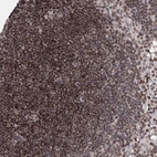 Immunohistochemical staining of human lymph node shows moderate nuclear and cytoplasmic positivity in germinal and non-germinal center cells.