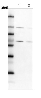 Lane 1: NIH-3T3 cell lysate (Mouse embryonic fibroblast cells)_br/_Lane 2: NBT-II cell lysate (Rat Wistar bladder tumour cells)