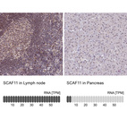 Anti-SCAF11 Antibody