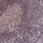 Immunohistochemical staining of human lymph node shows high expression.