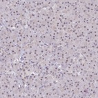 Immunohistochemical staining of human pancreas shows low expression as expected.