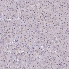 Anti-SCAF11 Antibody