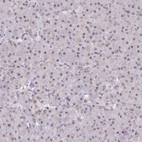 Immunohistochemical staining of human pancreas shows low expression as expected.