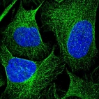 Immunofluorescent staining of human cell line U-2 OS shows localization to nucleoli & microtubules.