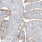 Anti-CFAP46 Antibody