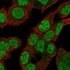 Anti-CDK2AP2 Antibody