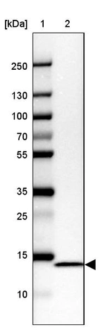 Lane 1: Marker [kDa] 250, 130, 100, 70, 55, 35, 25, 15, 10_br/_Lane 2: Human cell line CACO-2