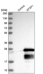 Anti-GTSF1 Antibody