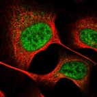 Immunofluorescent staining of human cell line U-2 OS shows localization to nucleoplasm.