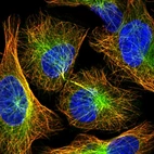 Immunofluorescent staining of human cell line U-2 OS shows positivity in cytoplasm & microtubules.