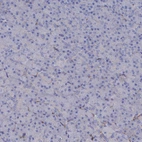 Immunohistochemical staining of human pancreas shows no positivity in exocrine glandular cells as expected.