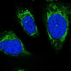 Immunofluorescent staining of human cell line U-2 OS shows localization to mitochondria & centrosome.