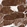 Anti-MYL6B Antibody