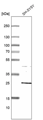 Western blot analysis in human cell line SH-SY5Y.