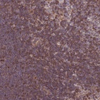 Immunohistochemical staining of human lymph node shows high expression.