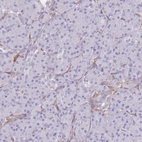 Immunohistochemical staining of human pancreas shows low expression as expected.