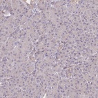 Immunohistochemical staining of human pancreas shows low expression as expected.