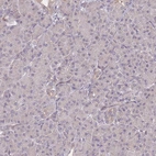 Immunohistochemical staining of human pancreas shows low expression as expected.