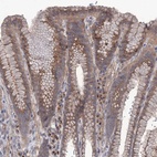 Anti-SEC24A Antibody