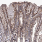 Anti-SEC24A Antibody