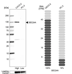Western blot analysis in human cell line CACO-2 and human cell line PC-3.
