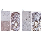 Immunohistochemical staining of human cerebral cortex, colon, liver and testis using Anti-PPHLN1 antibody HPA038902 (A) shows similar protein distribution across tissues to independent antibody HPA038903 (B).
