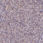 Immunohistochemical staining of human pancreas shows negative to very weak positivity in exocrine glandular cells.
