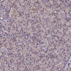 Immunohistochemical staining of human pancreas shows negative to very weak positivity in exocrine glandular cells.