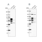 Western blot analysis using Anti-PPHLN1 antibody HPA038903 (A) shows similar pattern to independent antibody HPA038902 (B).