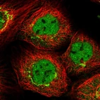 Immunofluorescent staining of human cell line A-431 shows localization to nucleoplasm & the Golgi apparatus.