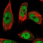 Immunofluorescent staining of human cell line U-251 MG shows localization to nucleoplasm.