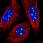 Immunofluorescent staining of human cell line U-2 OS shows localization to nucleoli fibrillar center.