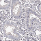 Immunohistochemical staining of human endometrium shows low expression as expected.