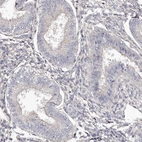Immunohistochemical staining of human endometrium shows low expression as expected.