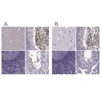 Immunohistochemical staining of human cerebral cortex, epididymis, lymph node and testis using Anti-ODF3 antibody HPA038919 (A) shows similar protein distribution across tissues to independent antibody HPA039241 (B).
