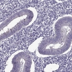 Immunohistochemical staining of human endometrium shows low expression as expected.