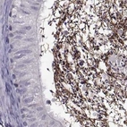 Immunohistochemical staining of human epididymis using Anti-ODF3 antibody HPA038919.