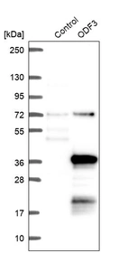Western blot analysis in control (vector only transfected HEK293T lysate) and ODF3 over-expression lysate (Co-expressed with a C-terminal myc-DDK tag (~3.1 kDa) in mammalian HEK293T cells, LY409298).