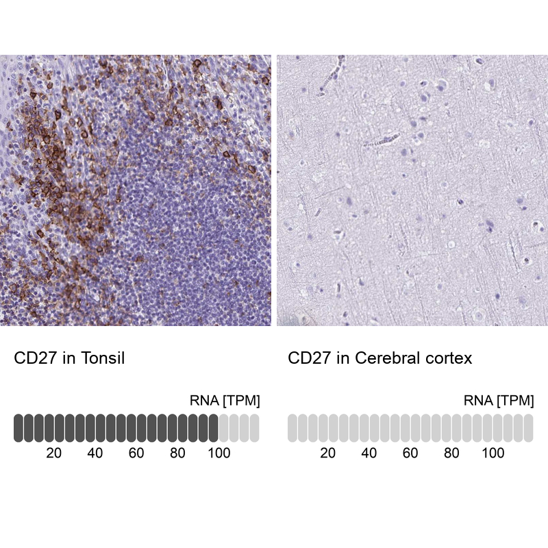 Anti-CD27 Antibody