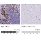 Anti-CD27 Antibody