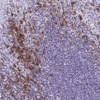 Immunohistochemical staining of human tonsil shows high expression.