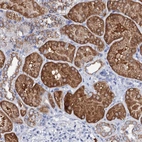 Immunohistochemical staining of human kidney shows high expression.