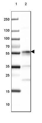 Lane 1: Marker [kDa] 250, 130, 100, 70, 55, 35, 25, 15, 10_br/_Lane 2: Human cell line Daudi