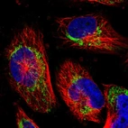 Immunofluorescent staining of human cell line U-251 MG shows localization to mitochondria.