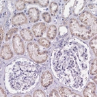 Immunohistochemical staining of human kidney shows high expression.