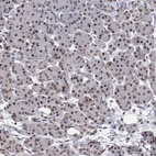 Immunohistochemical staining of human pancreas shows moderate nuclear positivity in exocrine glandular cells.