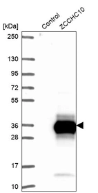 Western blot analysis in control (vector only transfected HEK293T lysate) and ZCCHC10 over-expression lysate (Co-expressed with a C-terminal myc-DDK tag (~3.1 kDa) in mammalian HEK293T cells, LY413662).