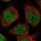 Immunofluorescent staining of human cell line U-2 OS shows localization to nucleoplasm.